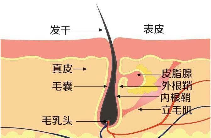 毛囊是包围在毛发根部的囊状组织,内层是上皮组织性毛囊,外层是结缔